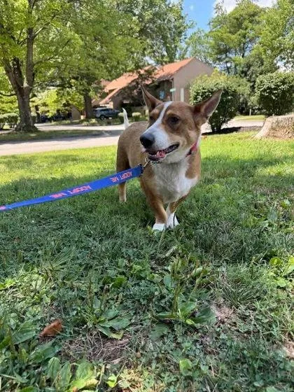 A young medium-sized female Cardigan Welsh Corgi dog named Shiloh for adoption in Sevierville, TN