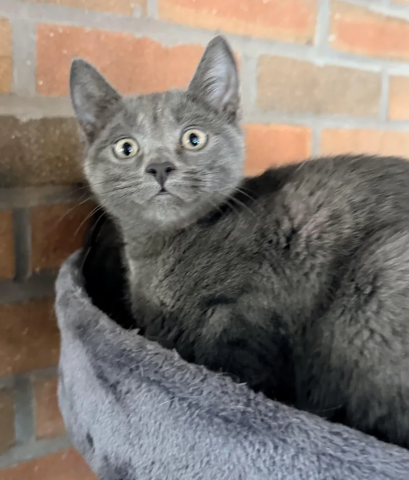 A baby medium-sized female Gray / Blue / Silver Domestic Short Hair cat named Sashimi for adoption in Mansfield Center, CT