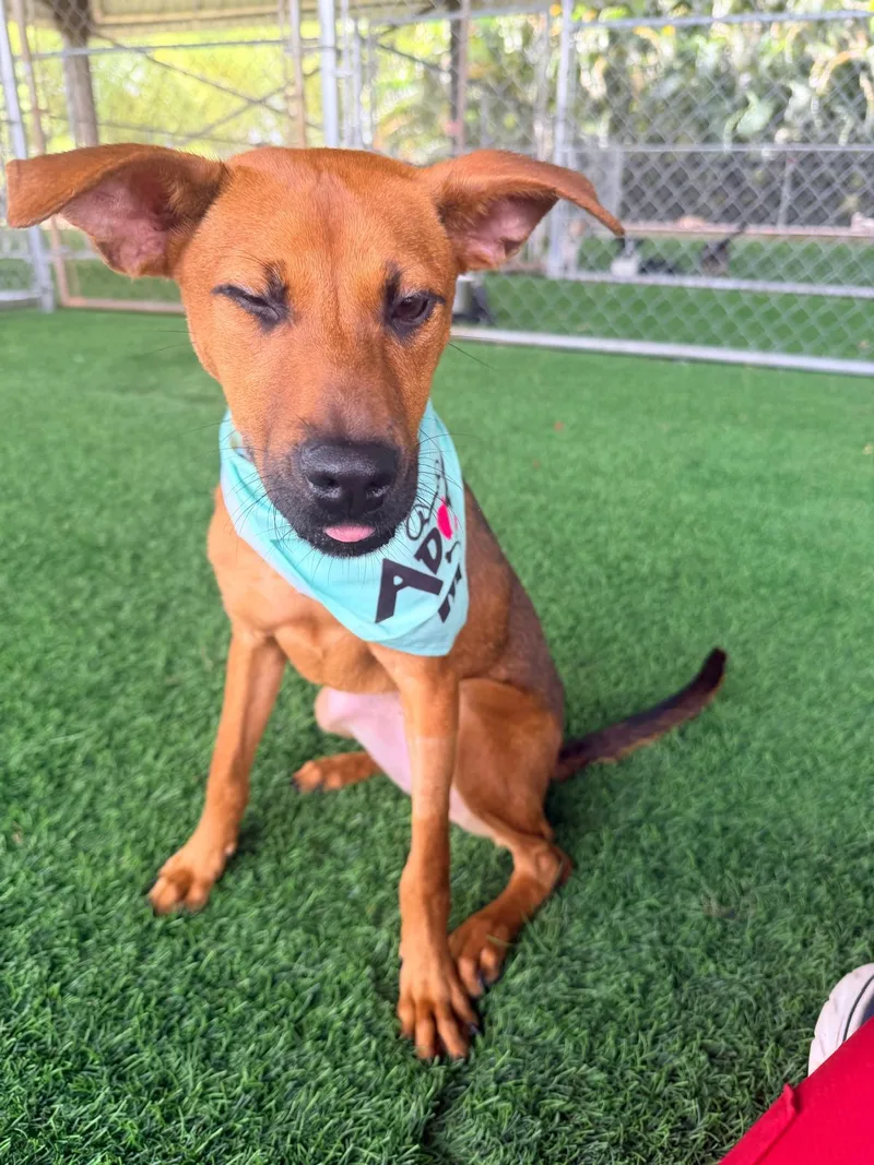 A baby medium-sized female Mixed Breed dog named Troya for adoption in Brooklyn, NY