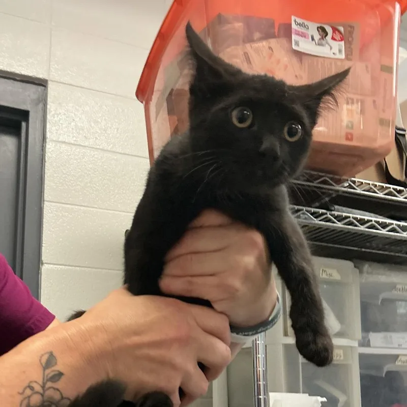 A baby small-sized female Black Domestic Short Hair cat named Georgina for adoption in Spruce Pine, NC