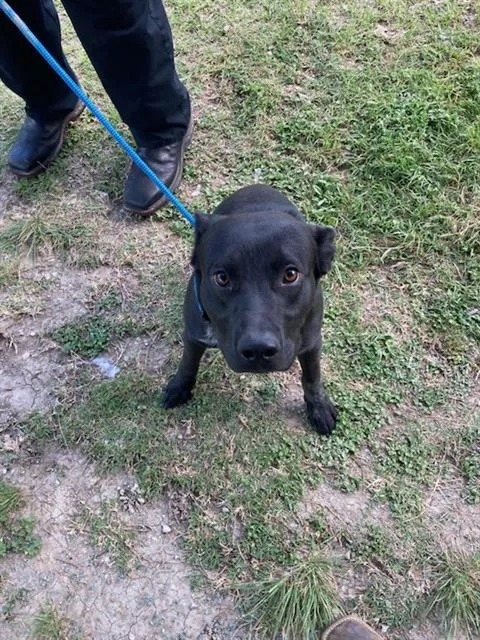 A young medium-sized male Pit Bull Terrier dog named Unk for adoption in Dallas, TX