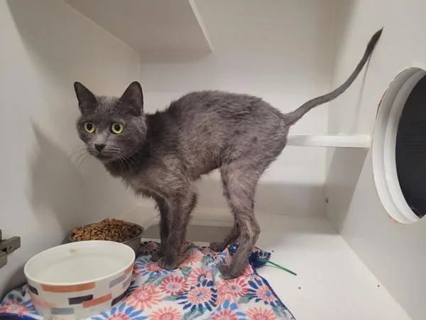 Everleigh thumbnail 3