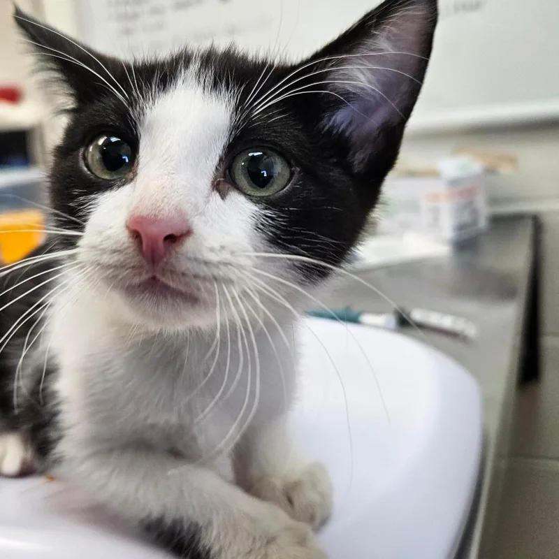 A baby small-sized female Black Domestic Short Hair cat named Mabel for adoption in Corpus Christi, TX