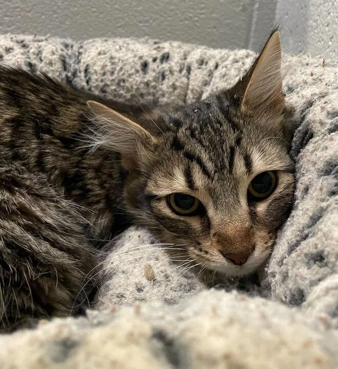 A young medium-sized male Gray / Blue / Silver Domestic Long Hair cat named Kazoo for adoption in Jackson, MI