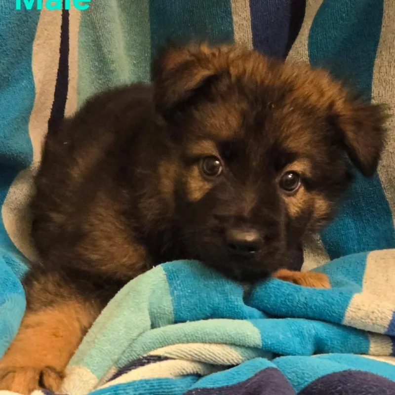 A baby large-sized male Black German Shepherd Dog dog named Hunter for adoption in Floresville, TX