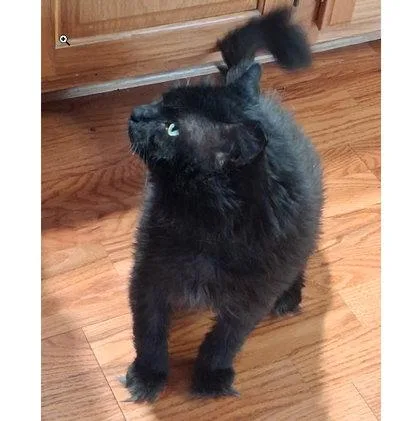 A senior medium-sized male Domestic Long Hair cat named Samson Tremont for adoption in Hudson, MA