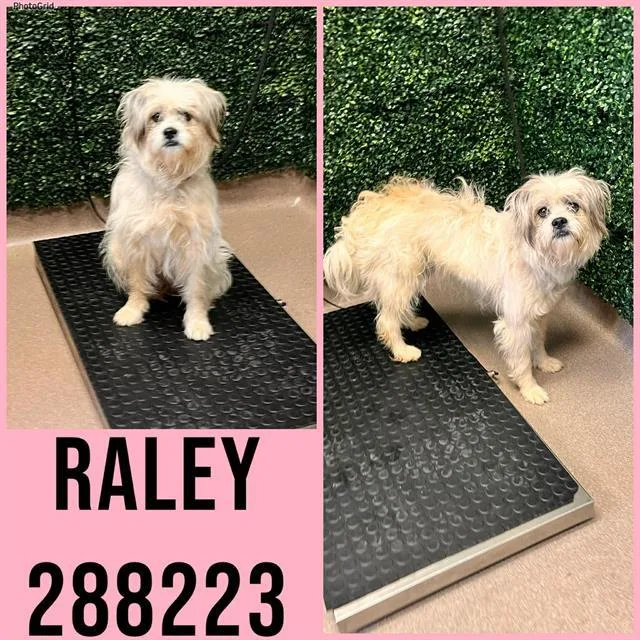 A young small-sized female Mixed Breed dog named Raley for adoption in Macon, GA