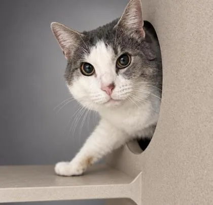 An adult medium-sized male Domestic Short Hair cat named Petey for adoption in Bowling Green, KY