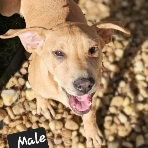 A baby medium-sized male Golden Mixed Breed dog named Jasper for adoption in Leesburg, GA