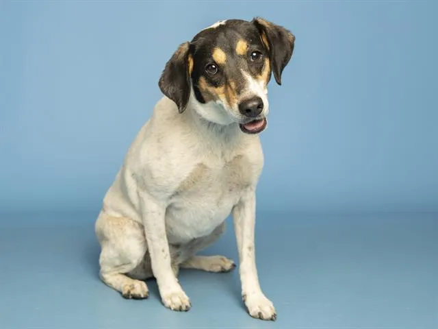 An adult small-sized female Parson Russell Terrier dog named Sadie for adoption in Phoenix, AZ
