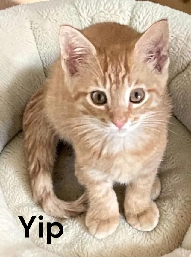 A baby medium-sized male Tabby (Orange / Red) Tabby cat named Yip for adoption in Weems, VA