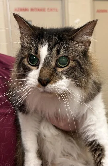 A senior medium-sized male Domestic Long Hair cat named Hook for adoption in Fishers, IN