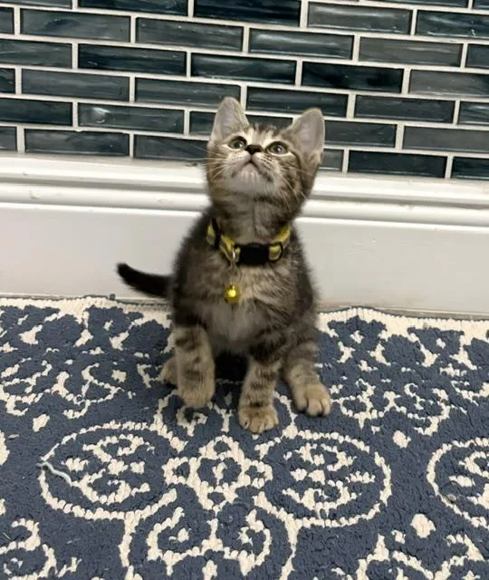 A baby small-sized female Tabby (Buff / Tan / Fawn) American Shorthair cat named Muffin for adoption in Maitland, FL
