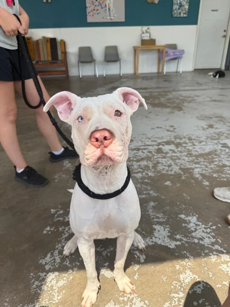 A young medium-sized female Pit Bull Terrier dog named Sweetie Pie for adoption in North Syracuse, NY