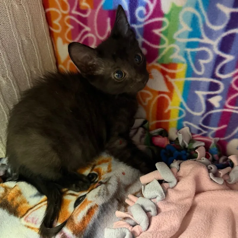 A baby small-sized male Black Domestic Short Hair cat named George for adoption in Naples, FL