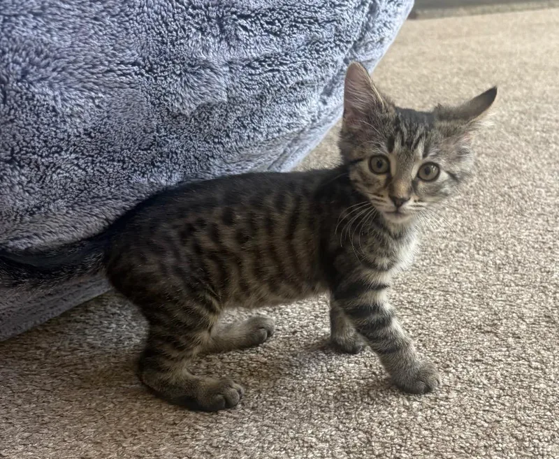 A baby small-sized female Domestic Short Hair cat named Sora for adoption in Newnan, GA