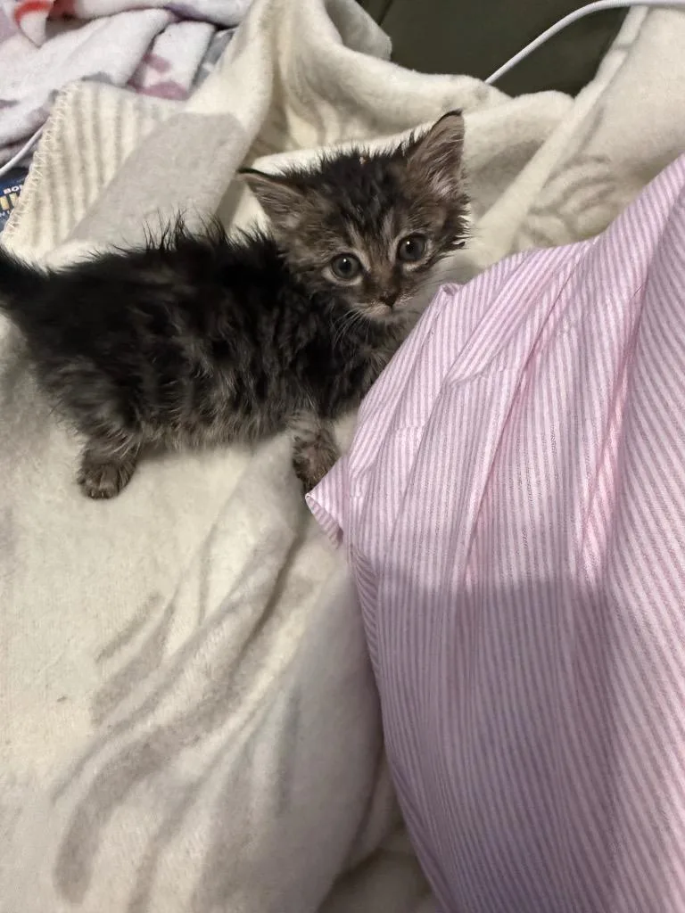 Sora thumbnail 2