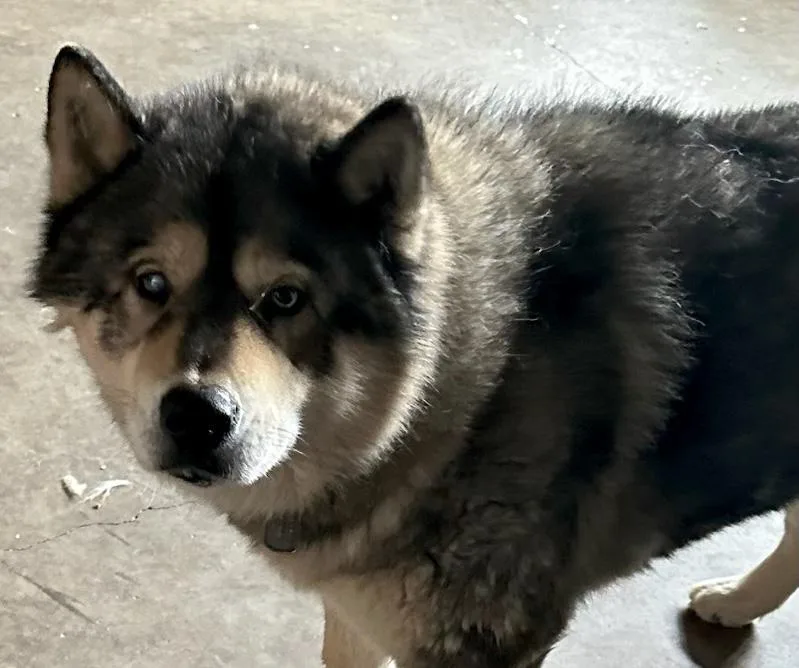 Xander Man Malamute!! thumbnail 2