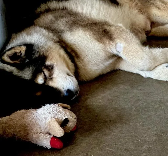 Xander Man Malamute!! thumbnail 3