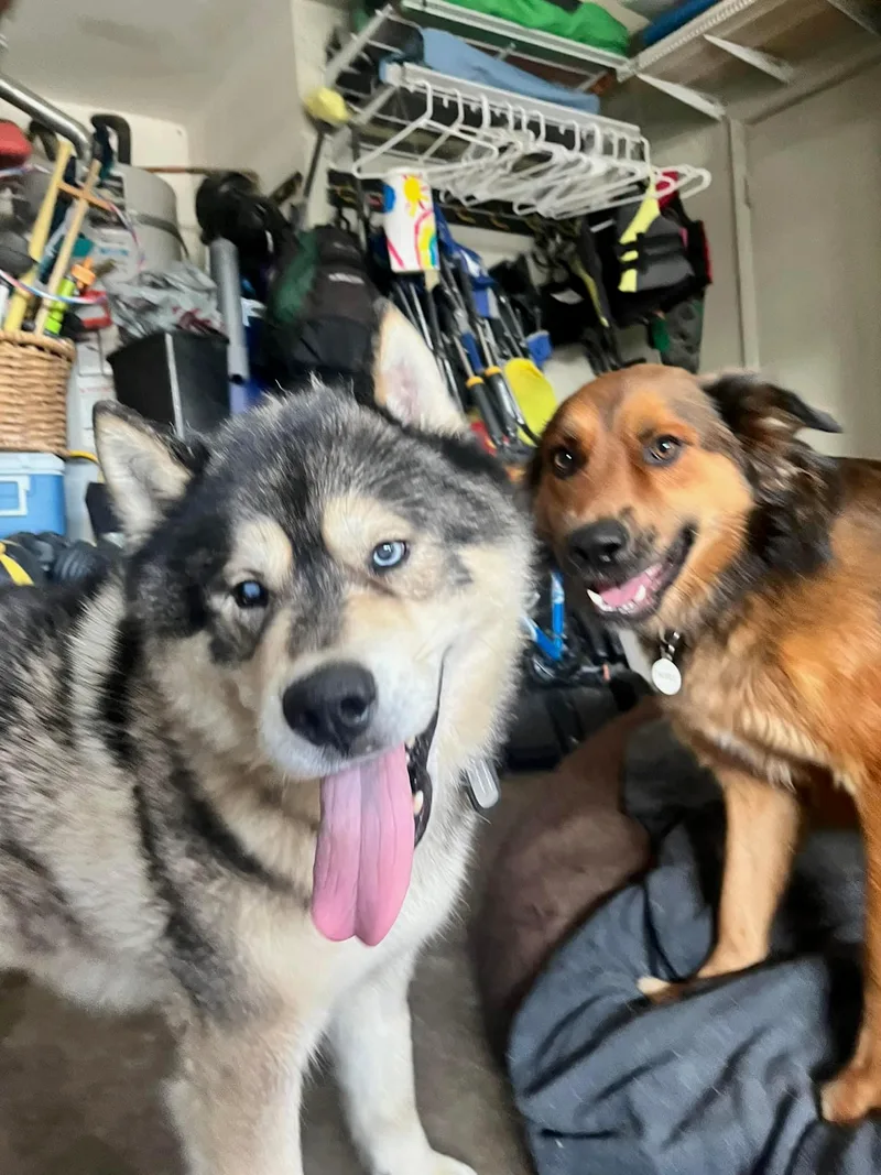 Xander Man Malamute!!