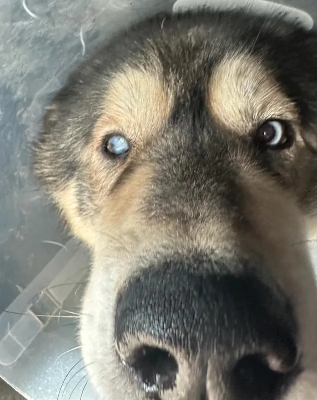 Xander Man Malamute!! thumbnail 4