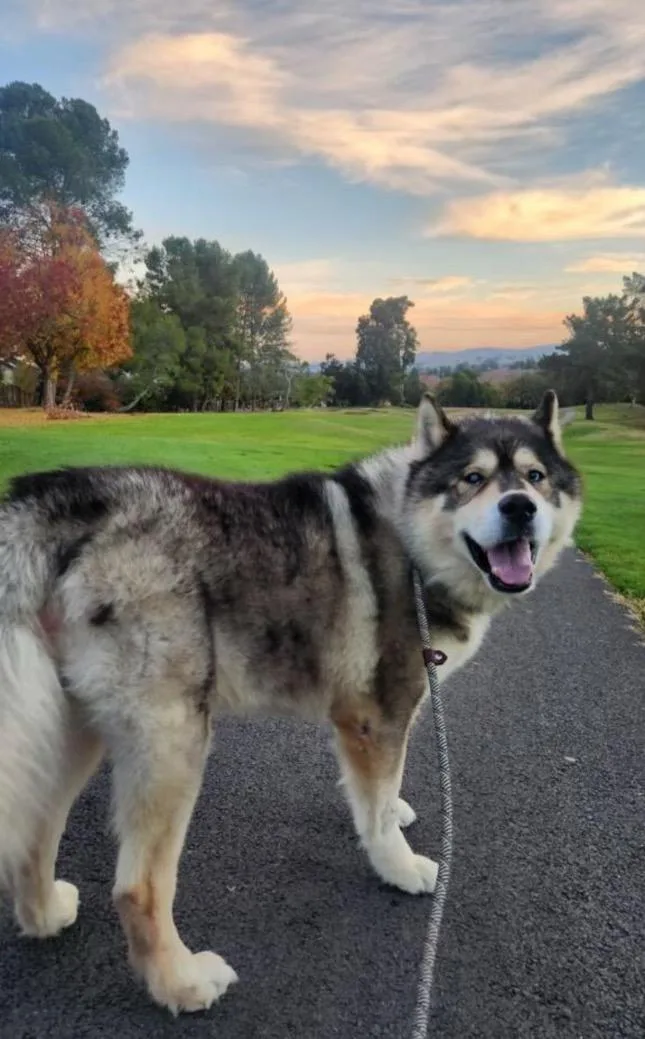 Xander Man Malamute!! thumbnail 5