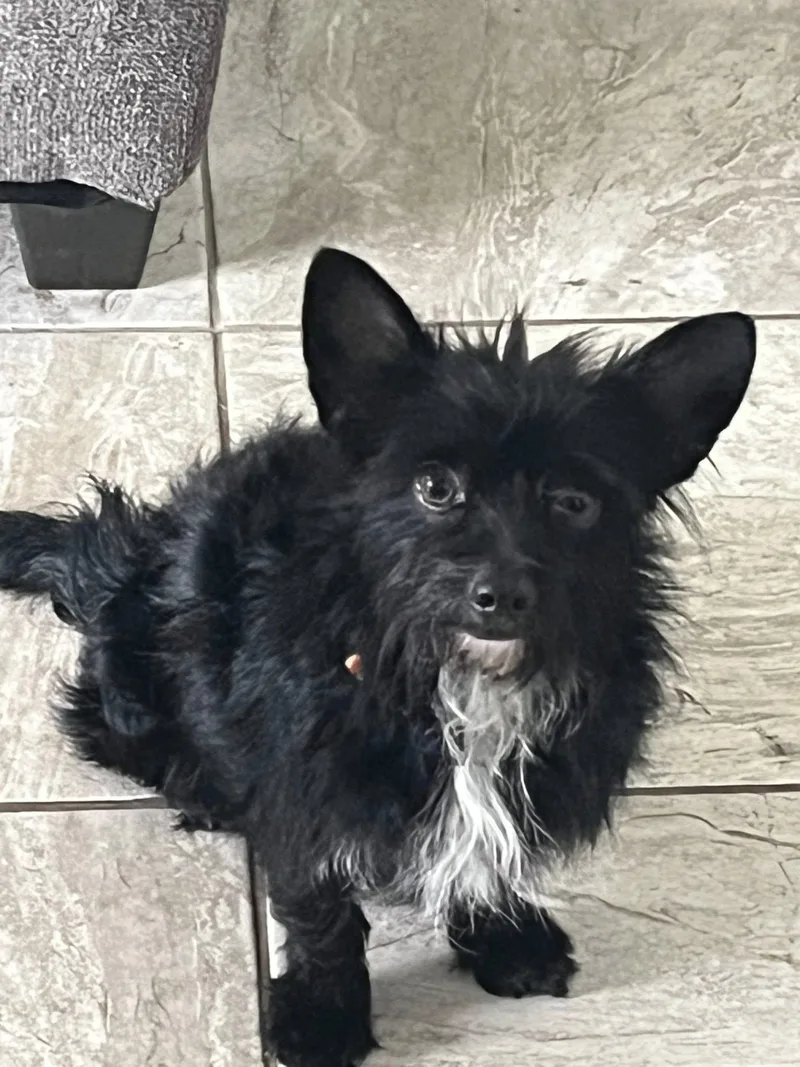 A young small-sized male Terrier dog named Wellington for adoption in Temple, TX
