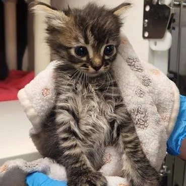A baby small-sized female Black Domestic Short Hair cat named Ethel for adoption in Tacoma, WA