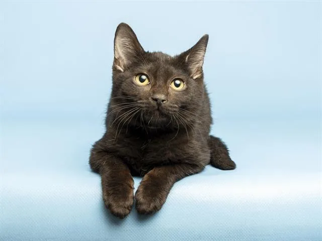 A baby small-sized female Domestic Short Hair cat named Sarah for adoption in Phoenix, AZ