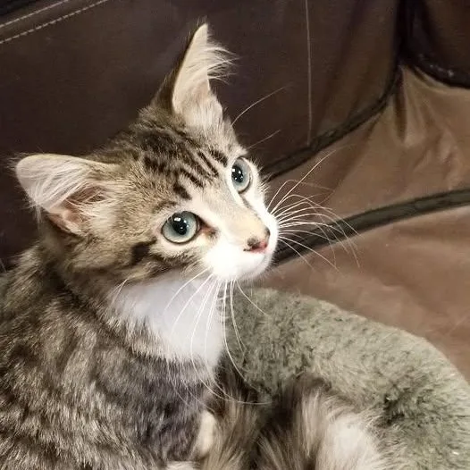 A baby small-sized male Tabby (Gray / Blue / Silver) Tabby cat named Gavin for adoption in Montour Falls, NY