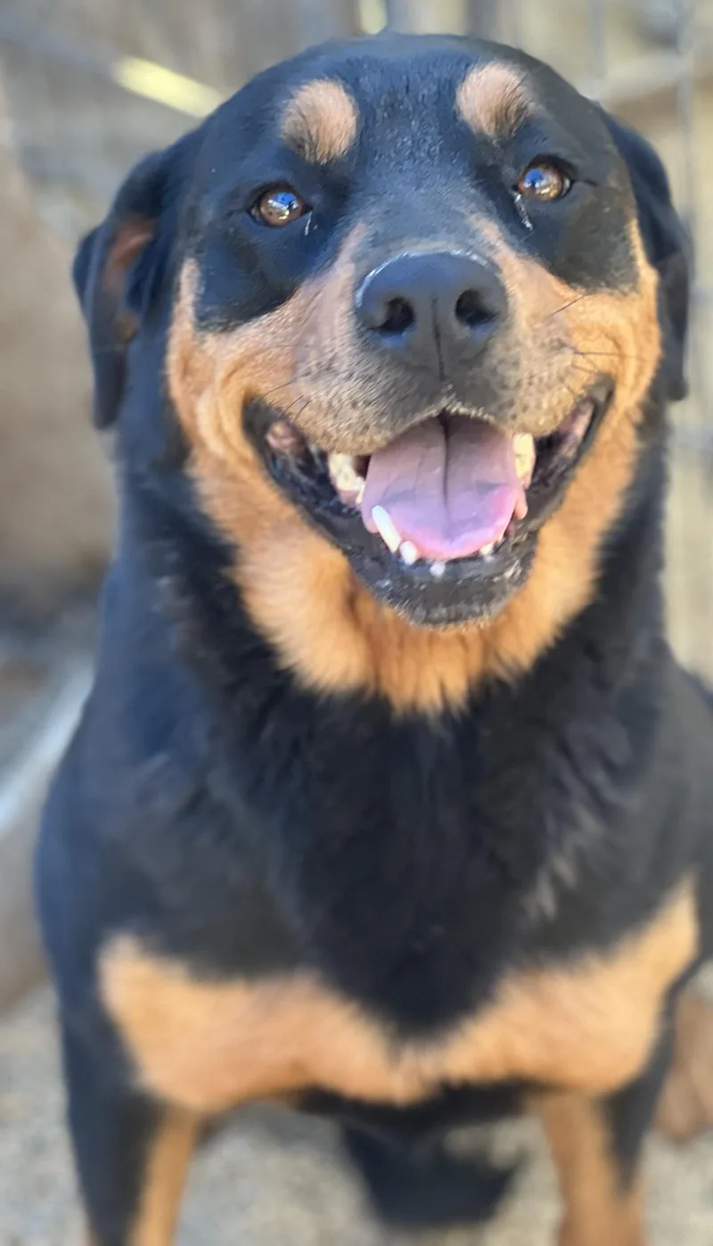 An adult large-sized female Rottweiler dog named Kiki for adoption in Canyon, TX