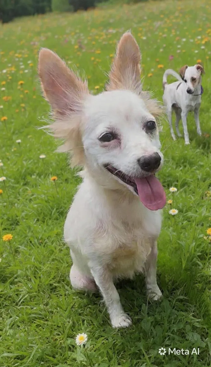 An adult small-sized female Chihuahua dog named Mayonnaise for adoption in Quinton, AL
