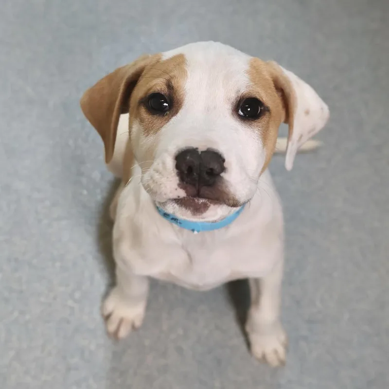 A baby small-sized male White / Cream Hound dog named Tyler for adoption in Briarcliff Manor, NY