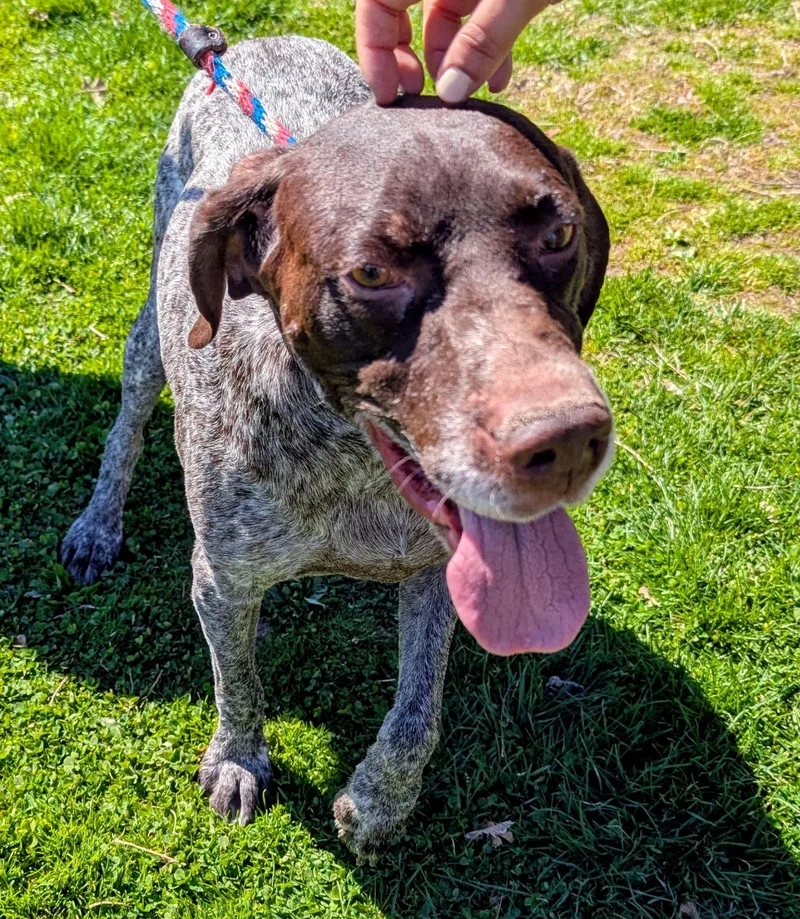 A senior medium-sized female Brown / Chocolate German Shorthaired Pointer dog named Daisy for adoption in New Windsor, NY