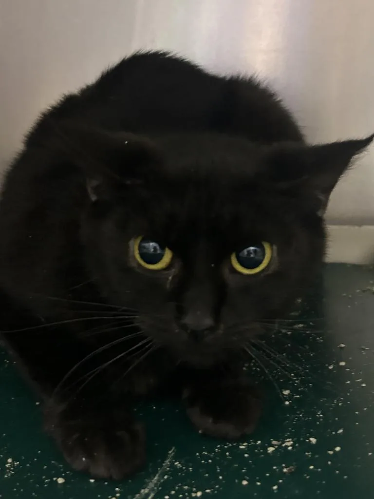 A young medium-sized female Domestic Short Hair cat named Mimzi for adoption in New Manchester, WV