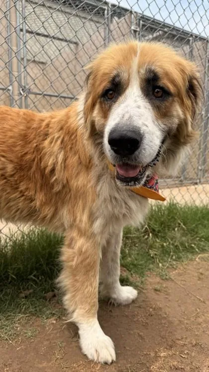 An adult extra large-sized male Saint Bernard dog named Heath for adoption in Balch Springs, TX
