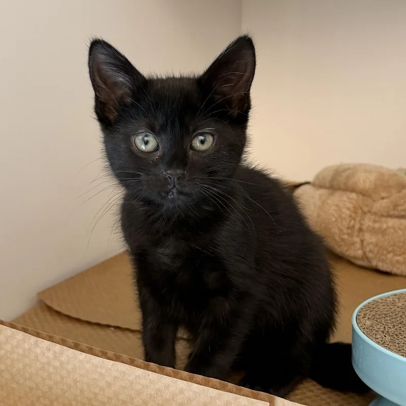 A baby small-sized female Black Domestic Short Hair cat named Cora for adoption in New York, NY
