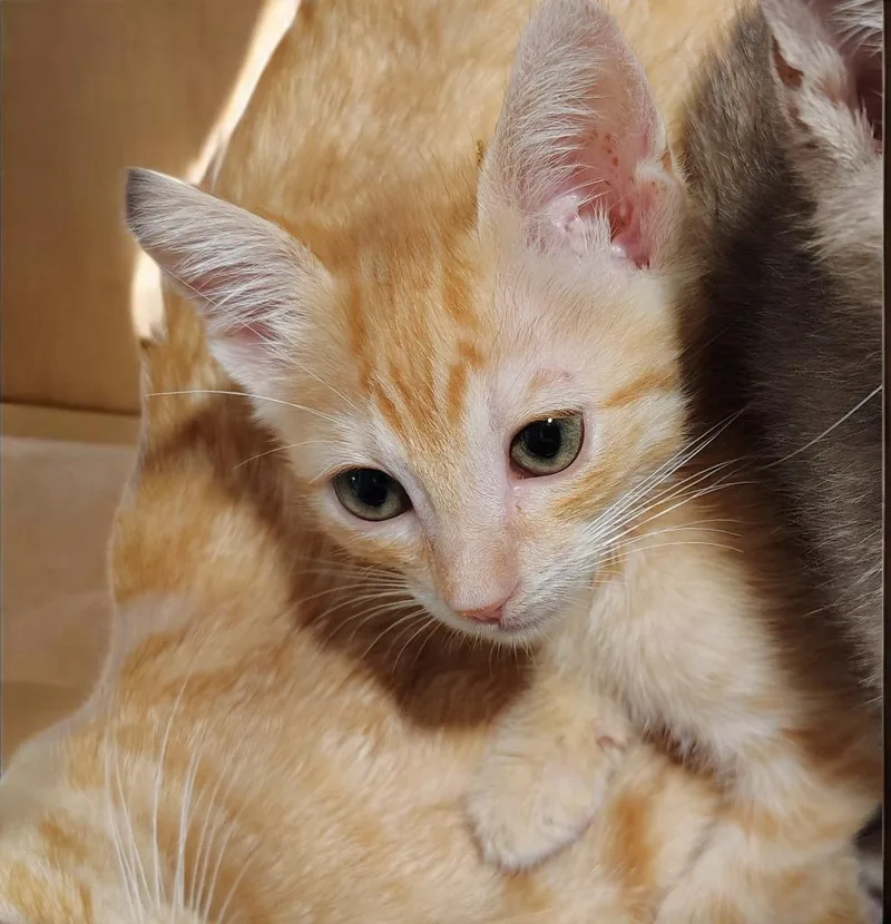 A baby medium-sized male Domestic Short Hair cat named Taffy for adoption in Richland Hills, TX