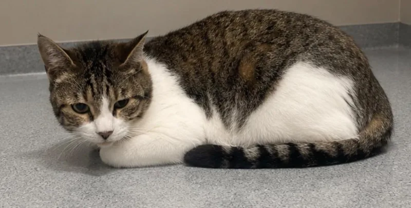 An adult medium-sized female Domestic Short Hair cat named Sugerfoot for adoption in Seven Points, TX