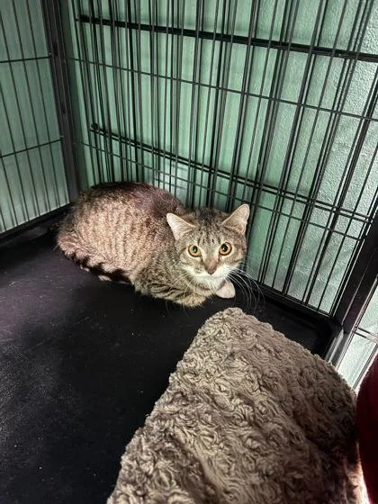 A young large-sized female Brown / Chocolate Domestic Short Hair cat named Ac Unit for adoption in Fernandina Beach, FL