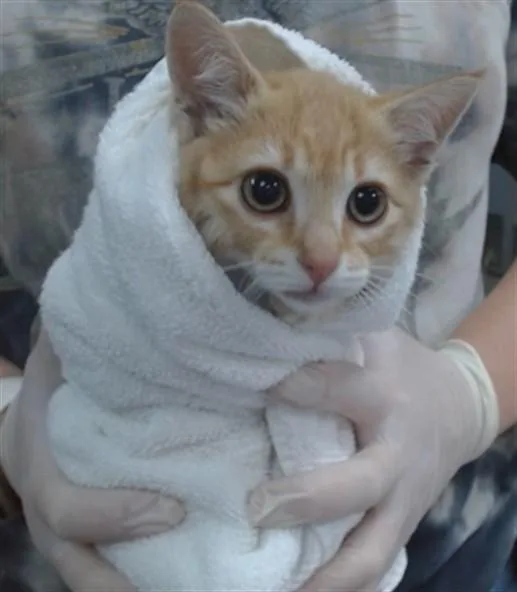 A baby medium-sized male Domestic Short Hair cat named Oliver for adoption in Salinas, CA