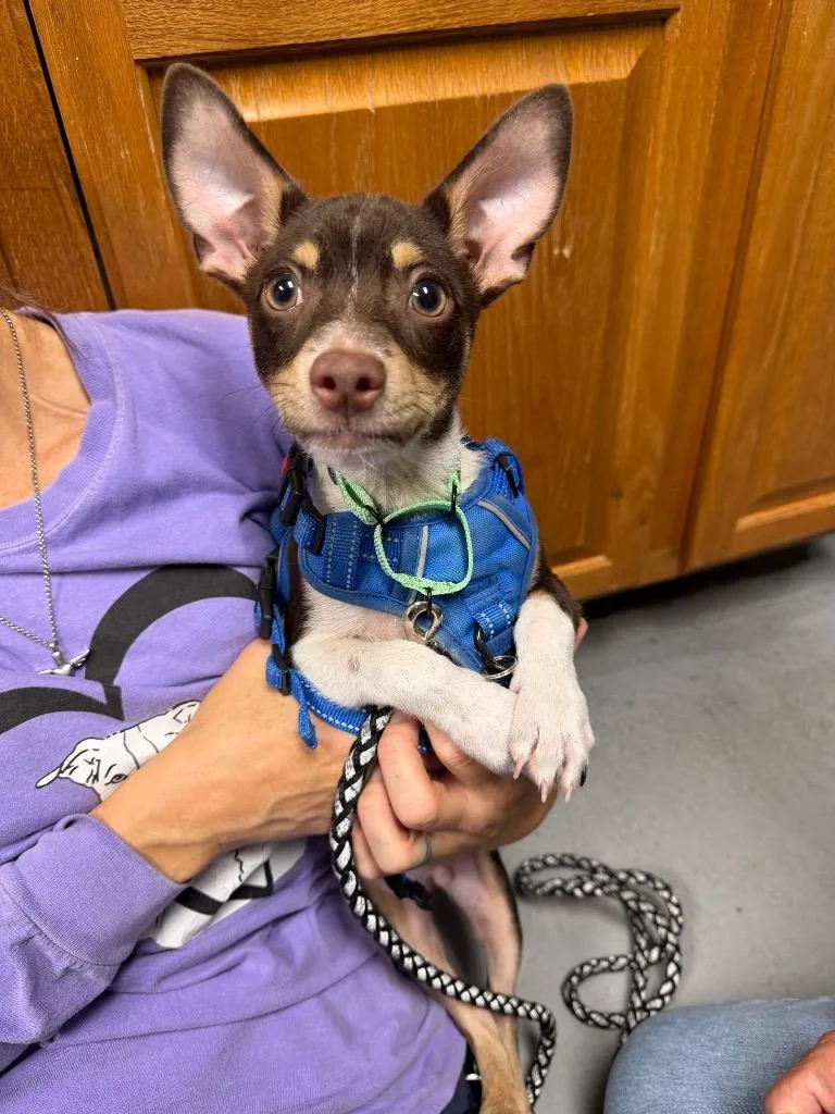 A baby small-sized male Chihuahua dog named Odie for adoption in Ewing, NJ