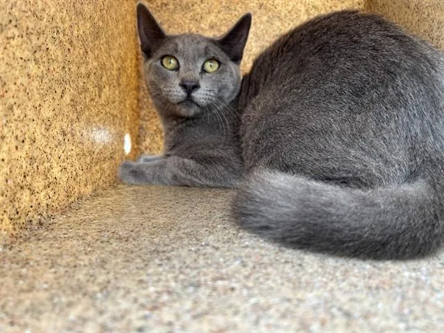 A young large-sized male Domestic Short Hair cat named Frank for adoption in Downey, CA