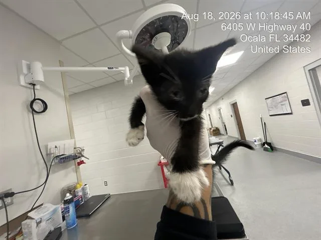 A baby small-sized male Domestic Short Hair cat named Orion for adoption in Ocala, FL