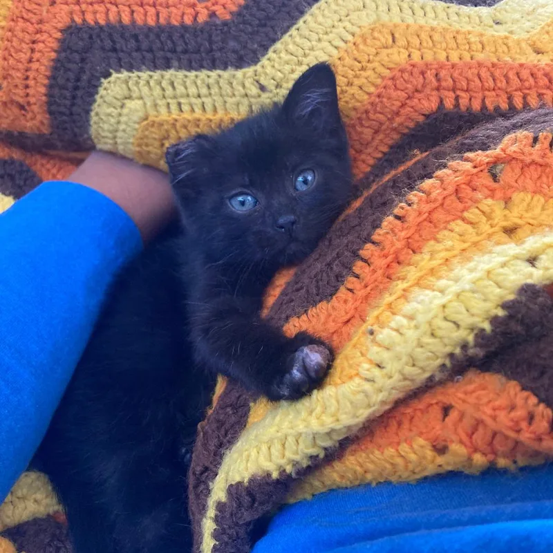 A baby small-sized female Black Domestic Short Hair cat named Birdie for adoption in Las Vegas, NV