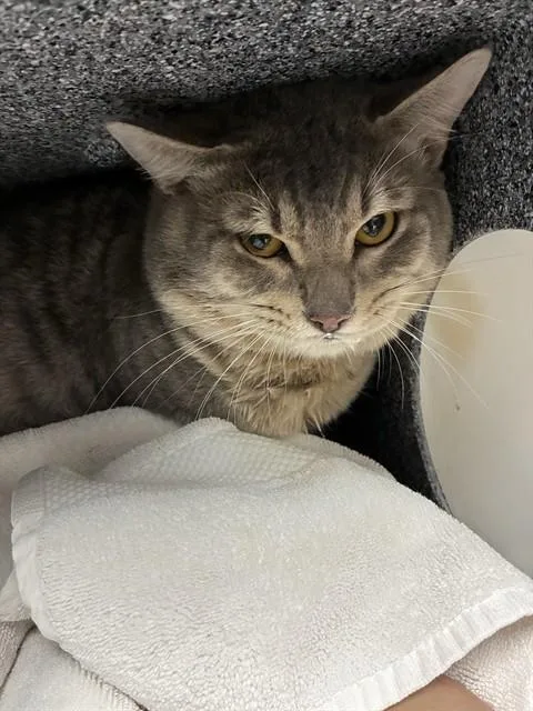 An adult large-sized male Domestic Short Hair cat named Geto for adoption in Naples, FL