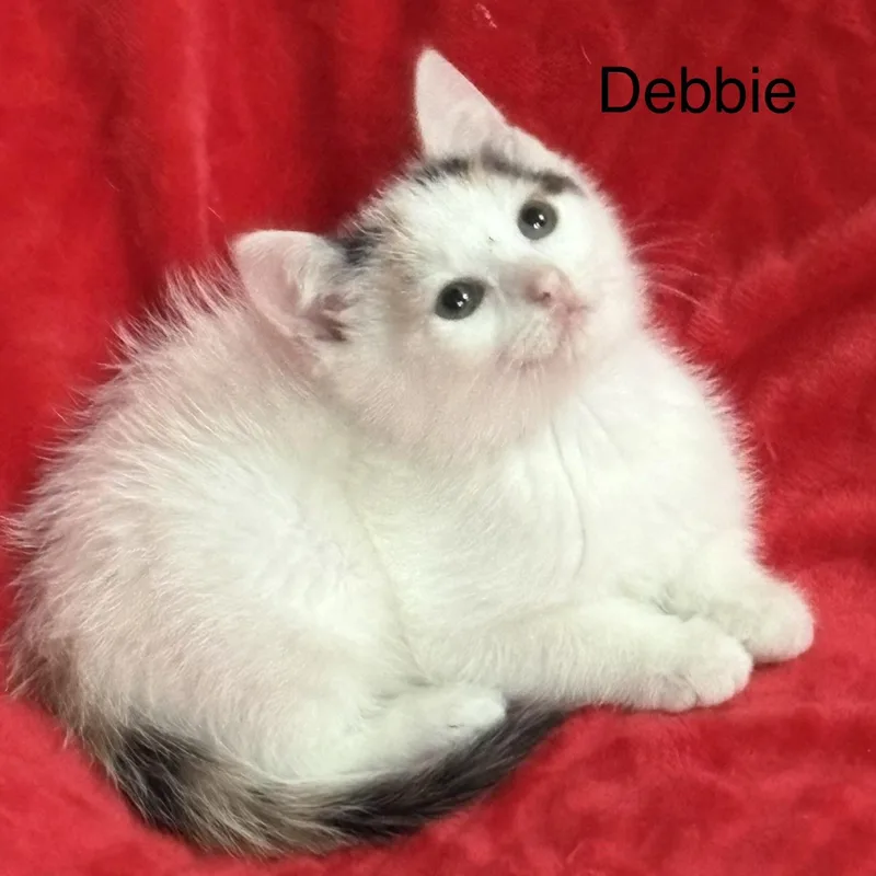 A baby small-sized female White Turkish Van cat named Debbie for adoption in Columbus, OH