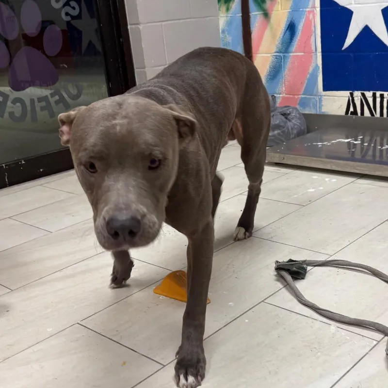 An adult large-sized male Gray / Blue / Silver American Staffordshire Terrier dog named Atlas for adoption in Lufkin, TX