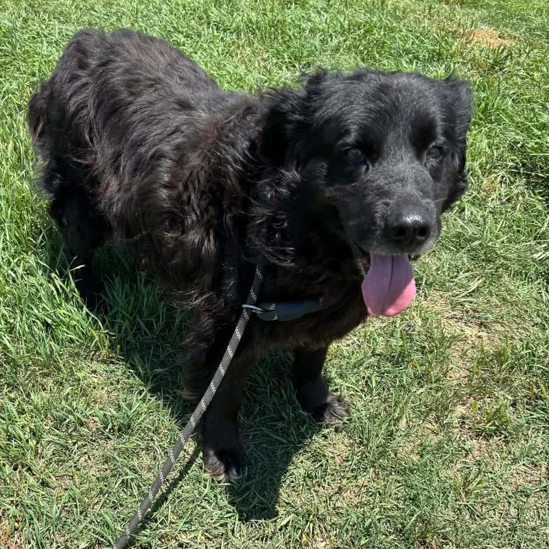An adult large-sized male Black Flat-Coated Retriever dog named Sparky for adoption in Hackett, AR