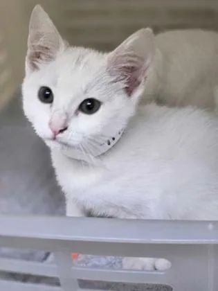 A baby small-sized female Domestic Short Hair cat named A Zoie Petco West for adoption in North Charleston, SC